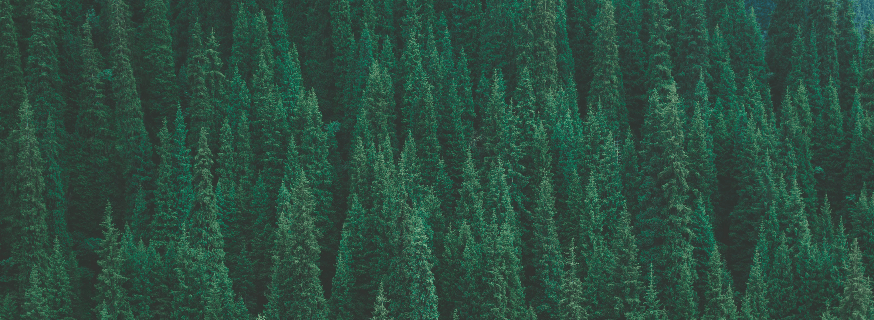 加入循环奢品生态